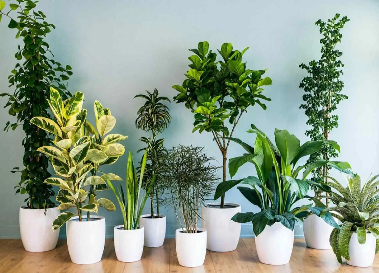 Las siete plantas imprescindibles para proteger tu hogar de las malas energías