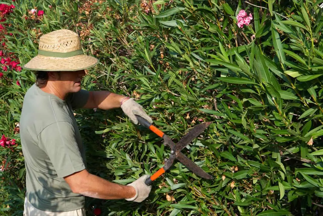 El secreto de los jardineros: la planta resistente que florece sin parar durante todo el año
