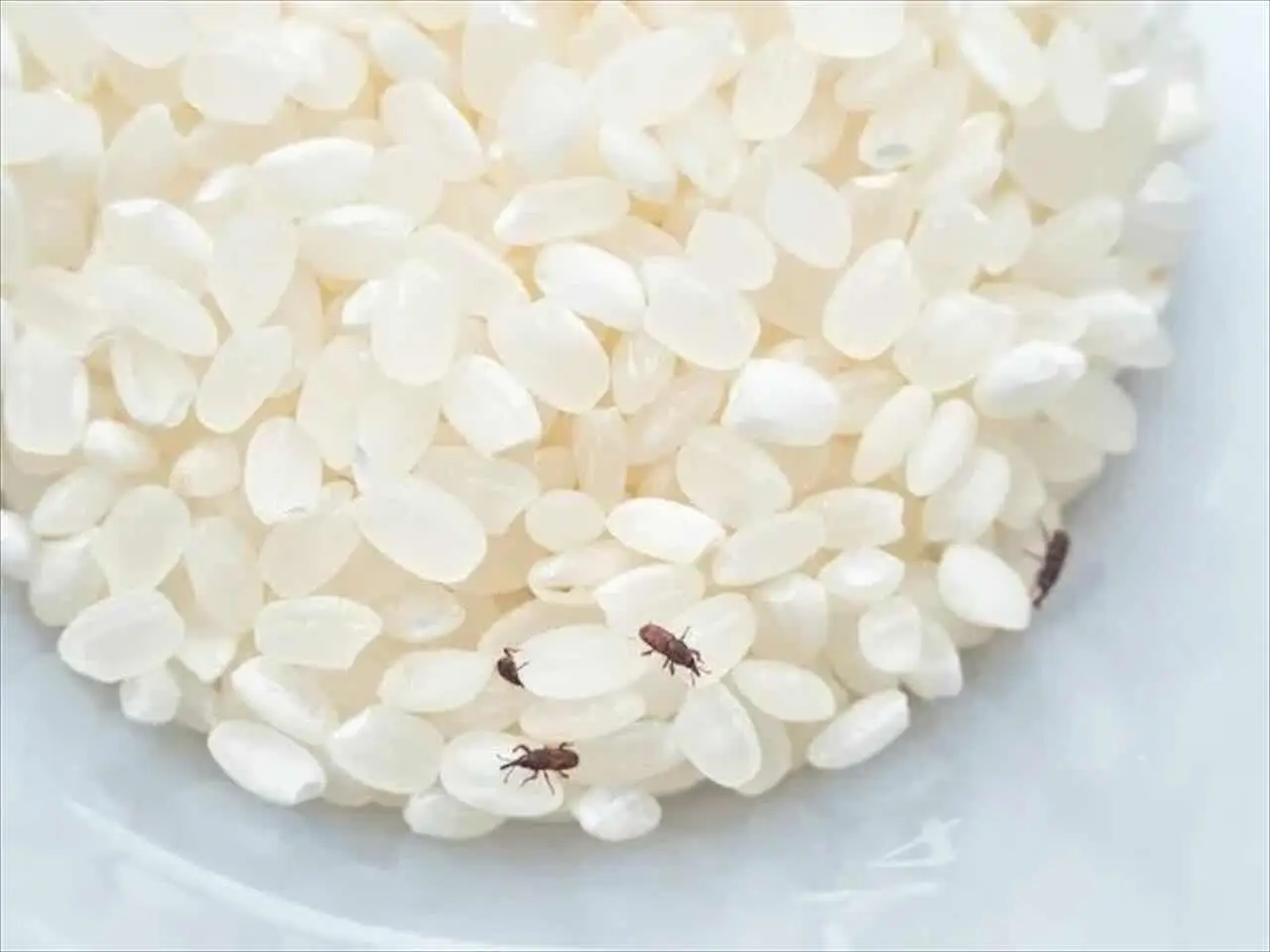 ¿Bichitos blancos pequeños en la tierra de tus plantas? Así los eliminas rápido y para siempre