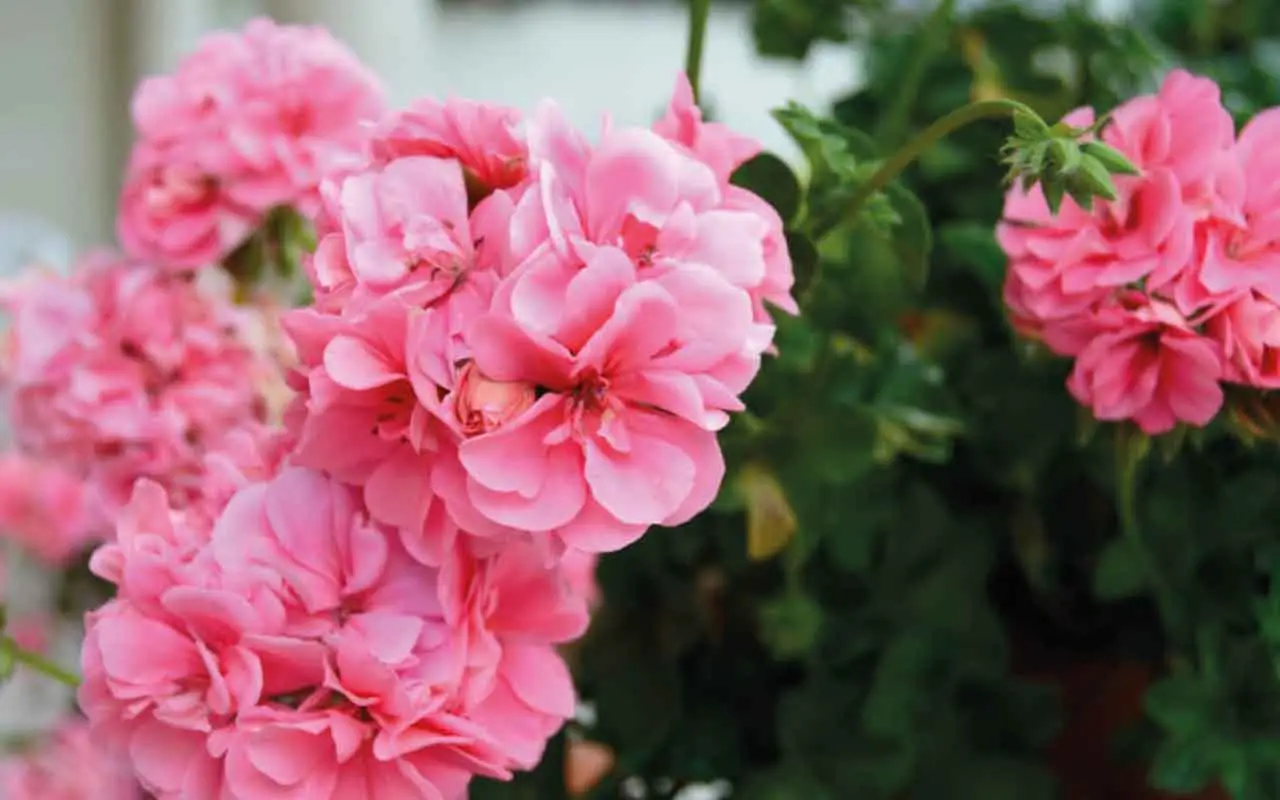 ¿Regalar claveles rosas? Ten cuidado con el mensaje oculto que estás enviando
