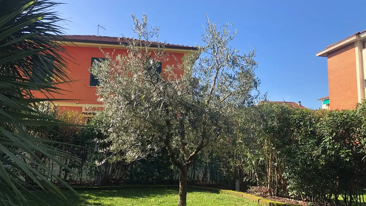 ¿Existen plantas sin hojas? La sorprendente respuesta que no esperabas