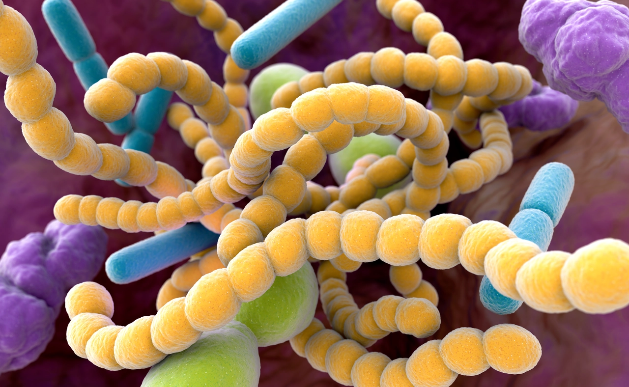 No hagas esto para eliminar bacterias malas del intestino: podrías empeorar tu salud digestiva