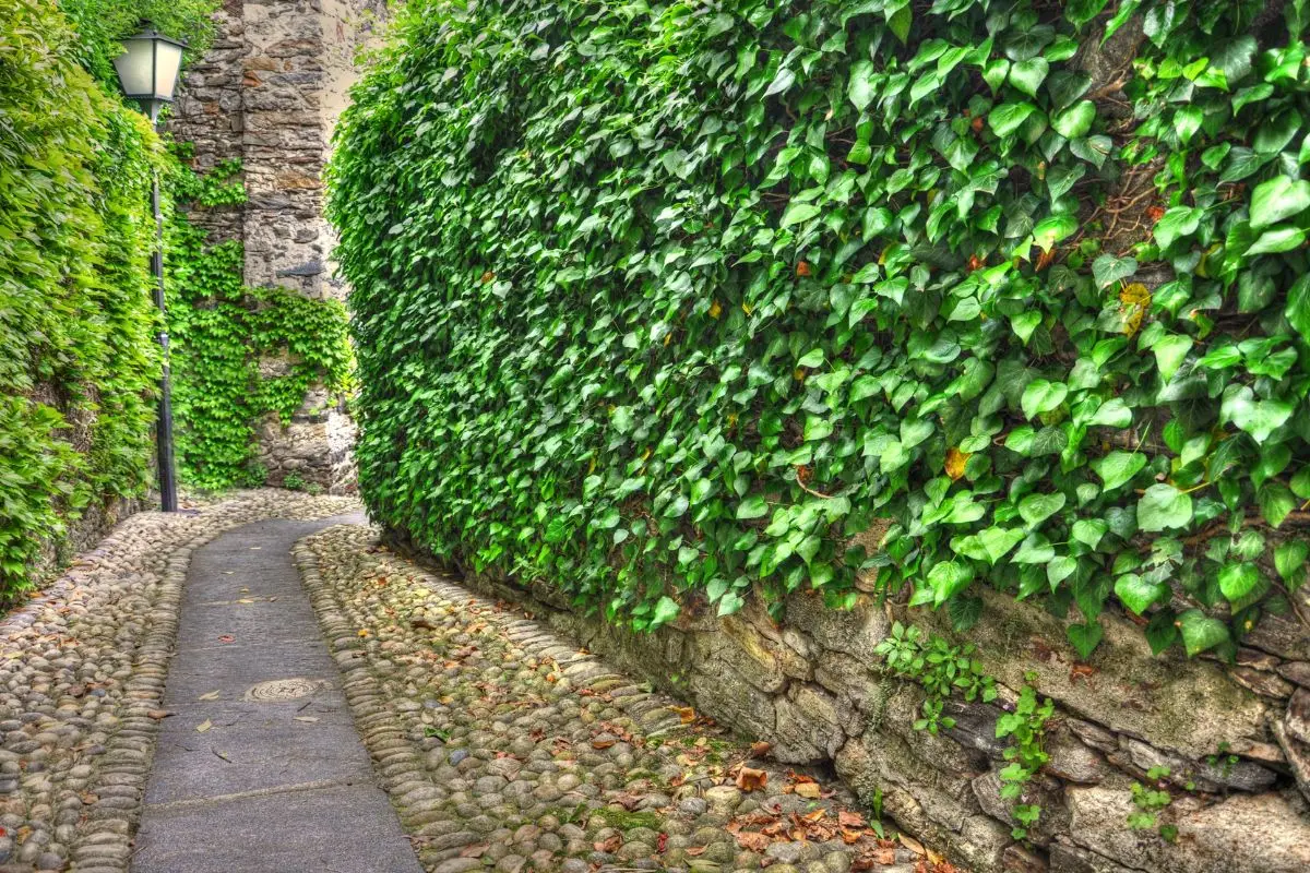 ¿Buscas cubrir una pared soleada? Estas plantas trepadoras resisten el calor extremo y crecen rápido