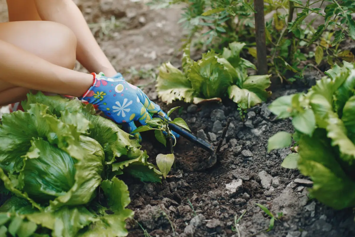 No empieces tu huerto ahora sin saber qué plantar en primavera verano: te ahorrarás fracasos