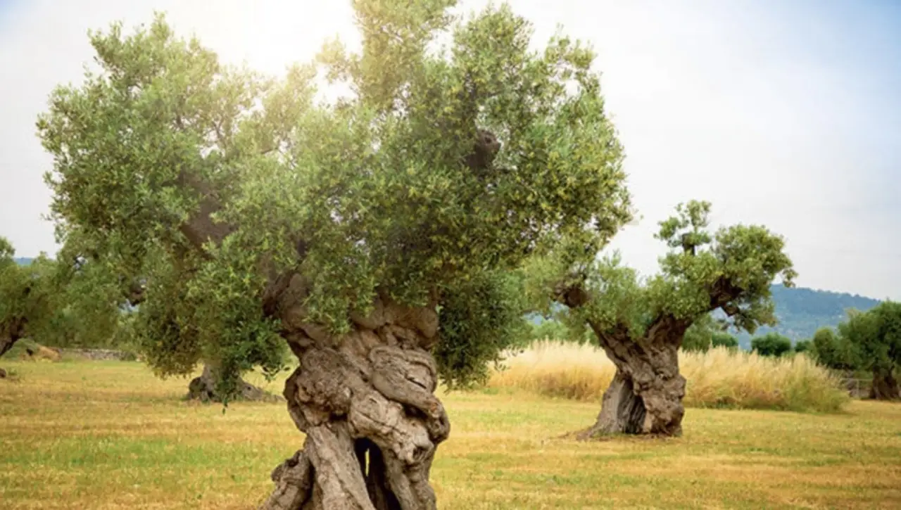Los árboles más viejos del mundo: la edad increíble que han alcanzado y dónde encontrarlos