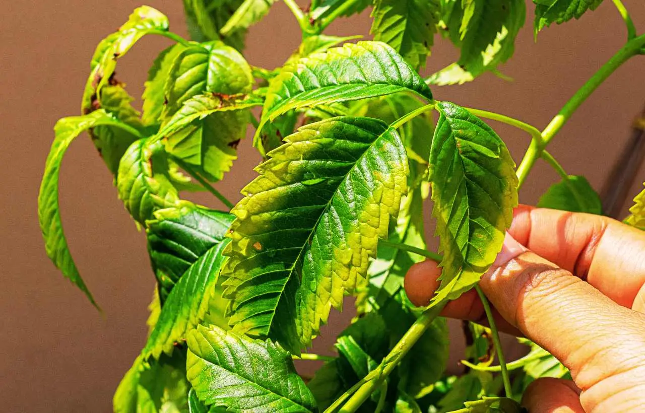 El efecto sorprendente que el calor extremo tiene en la respiración y el crecimiento de tus plantas